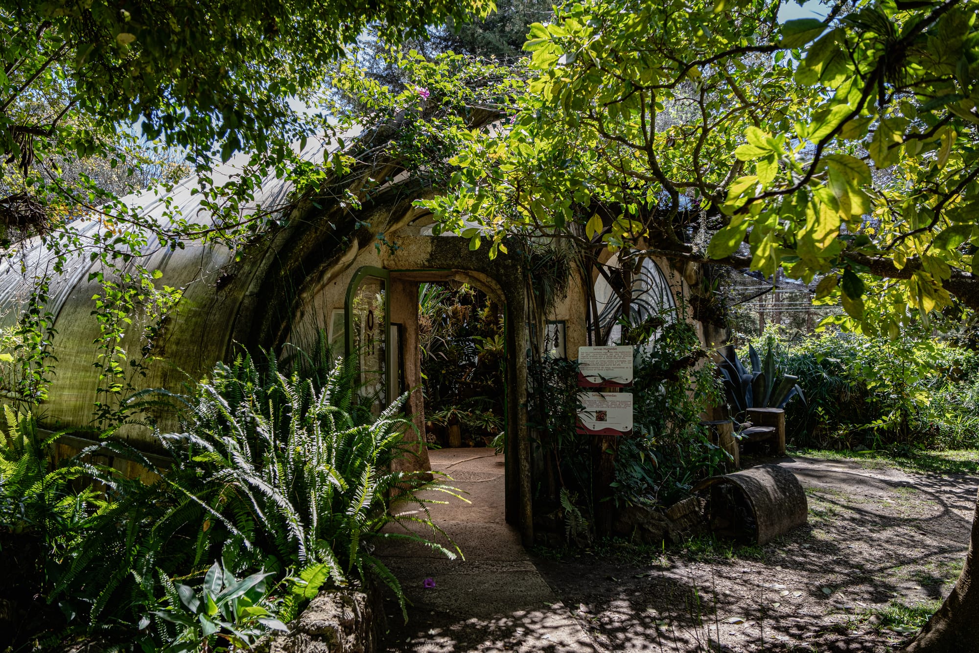 Entrance to the greenhouse at Moxviquil in San Cristóbal de las Casas, framed by dense ferns, climbing plants, and shaded garden vegetation beneath the highland trees