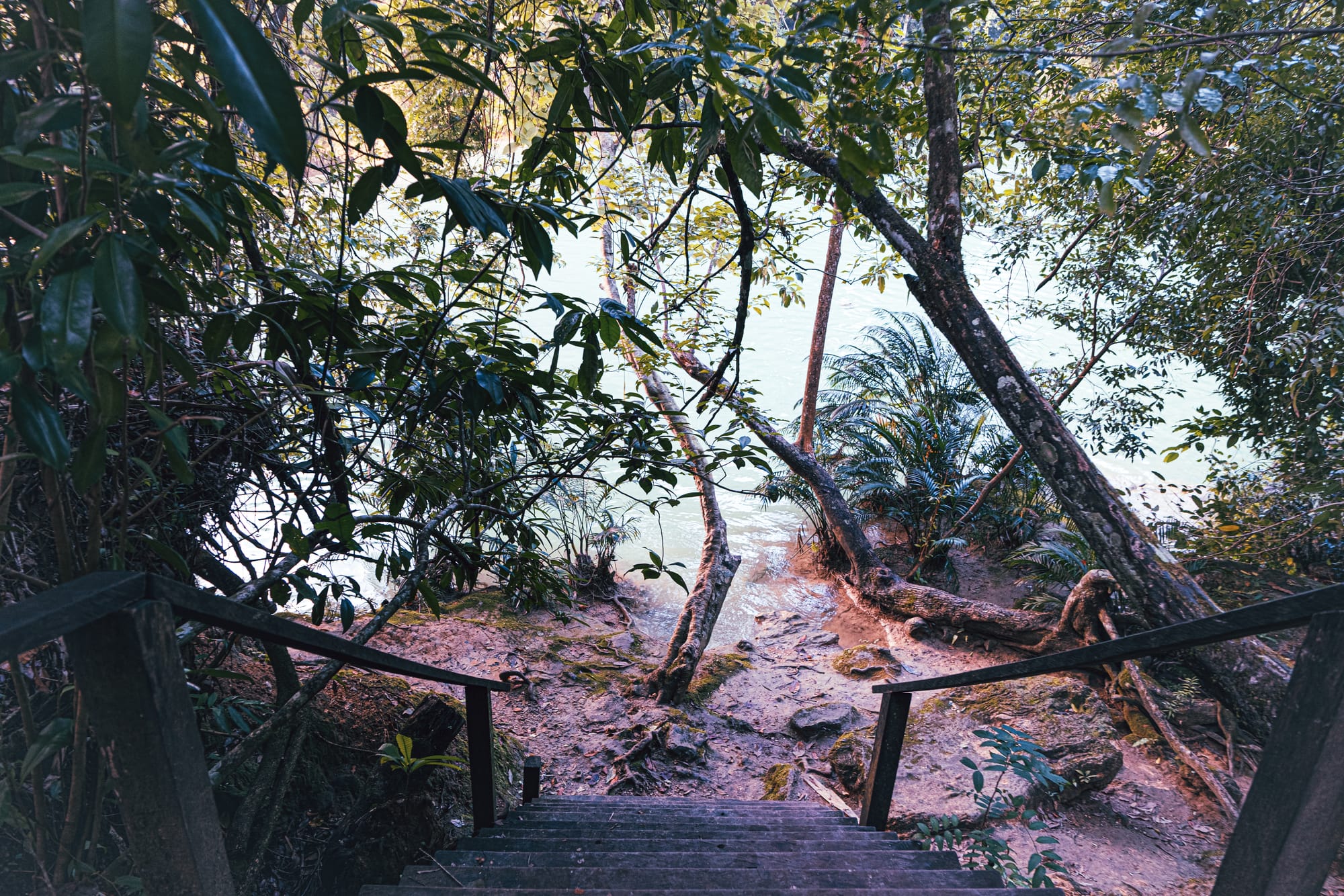 Cascadas Roberto Barrios waterfalls near Palenque, Chiapas, Mexico, jungle staircase leading down to waterfall pools, forest trail access to Roberto Barrios waterfalls, path through dense jungle to natural swimming areas near Palenque