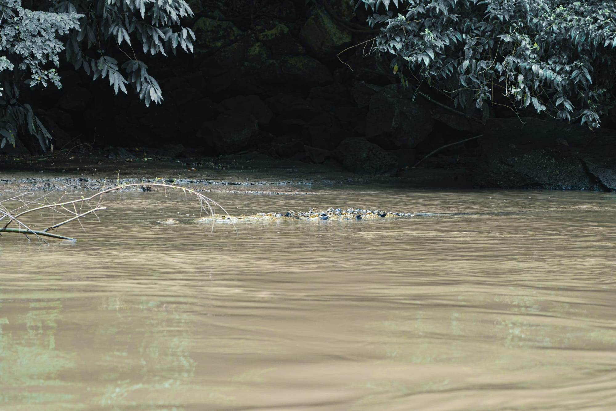 Crocodile partially submerged near the riverbank inside Sumidero Canyon, its eyes and ridged back visible above the muddy water beneath overhanging vegetation
