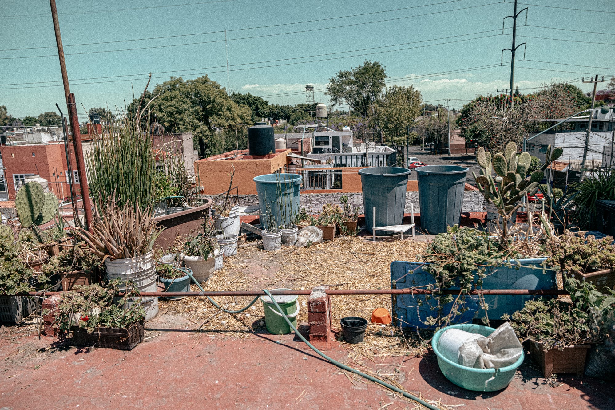 View of Amarantonio's rooftop garden with Mexico City in the background