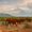 A herd of red-dusted elephants walking across the savannah in Tsavo East National Park, Kenya, with green vegetation, distant hills, and a cloudy sky in the background