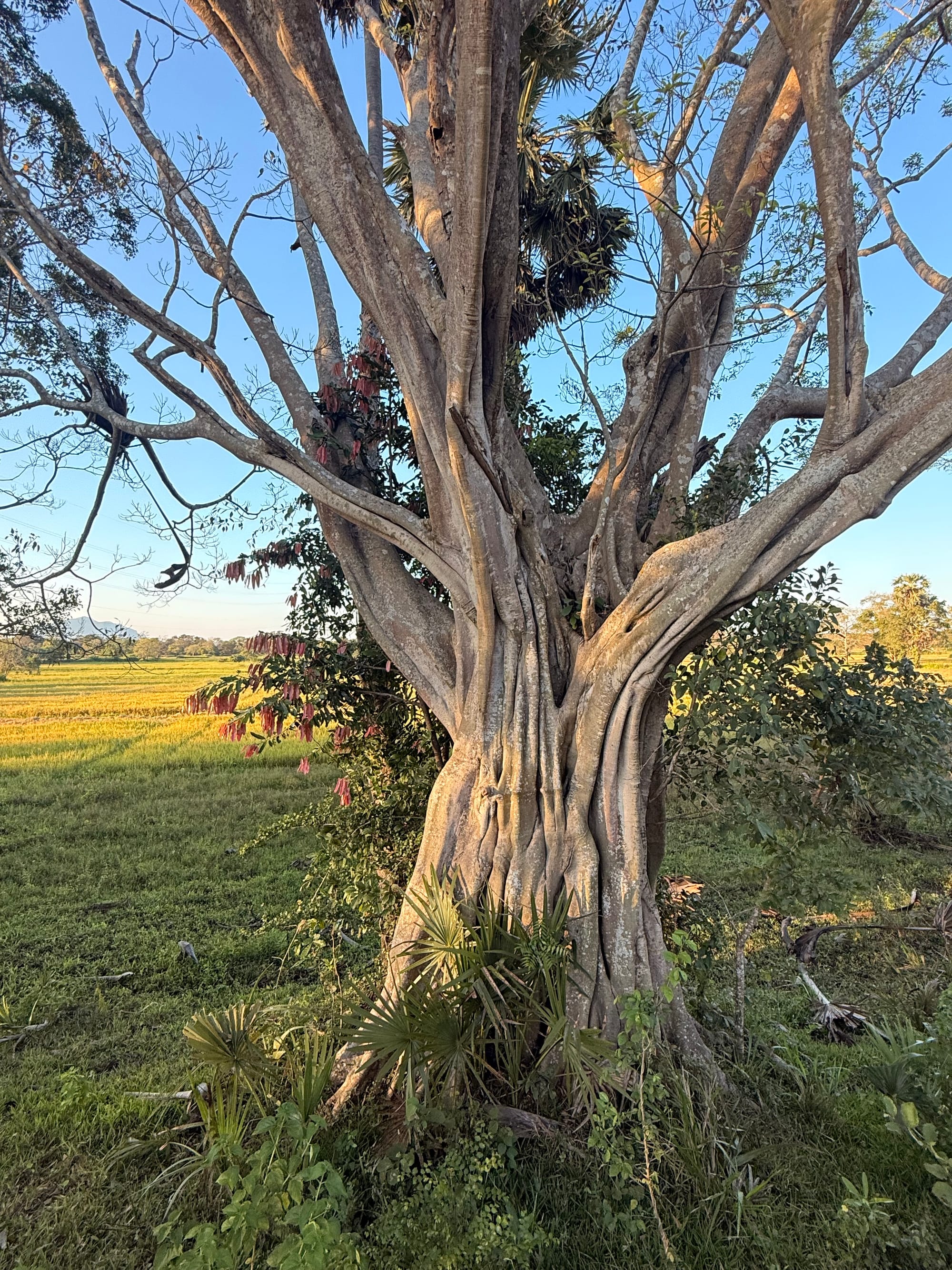 Large mature tree with sculptural trunk and exposed roots beside open fields in Sri Lanka’s countryside during warm late-afternoon light.