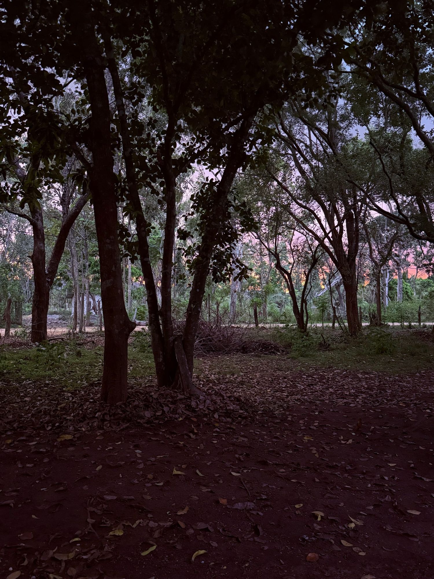 Woodland terrain at Lakewood Mounted Estate, Habarana Sri Lanka