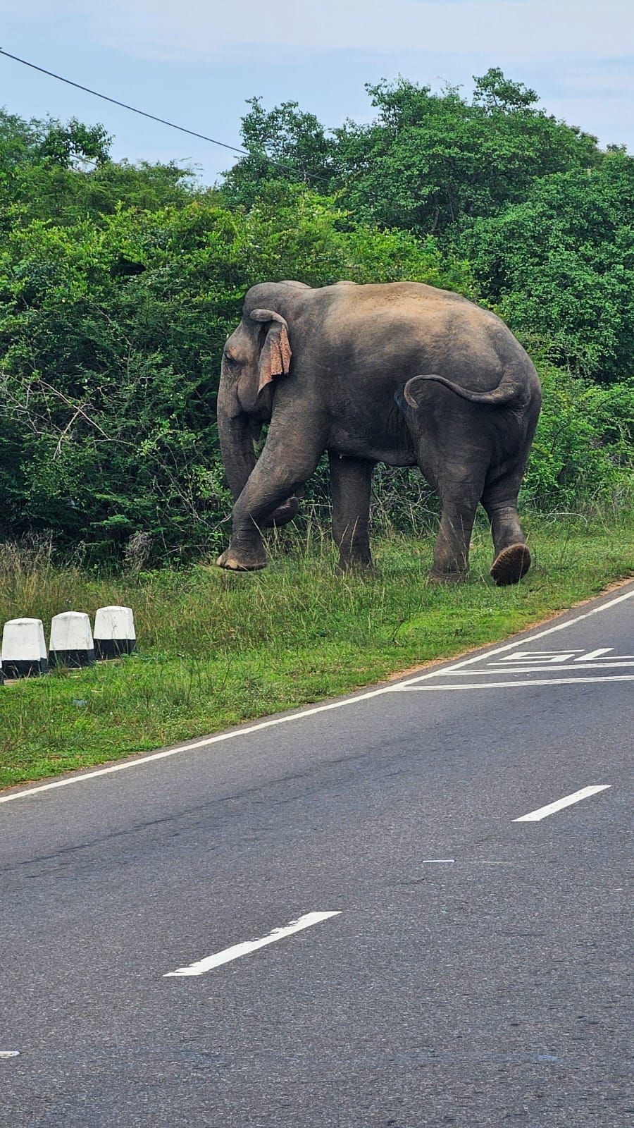 Elephant movement through Sri Lanka’s dry-zone terrain forms part of the environmental realities that shape operational planning at Vonfidel Ranch.