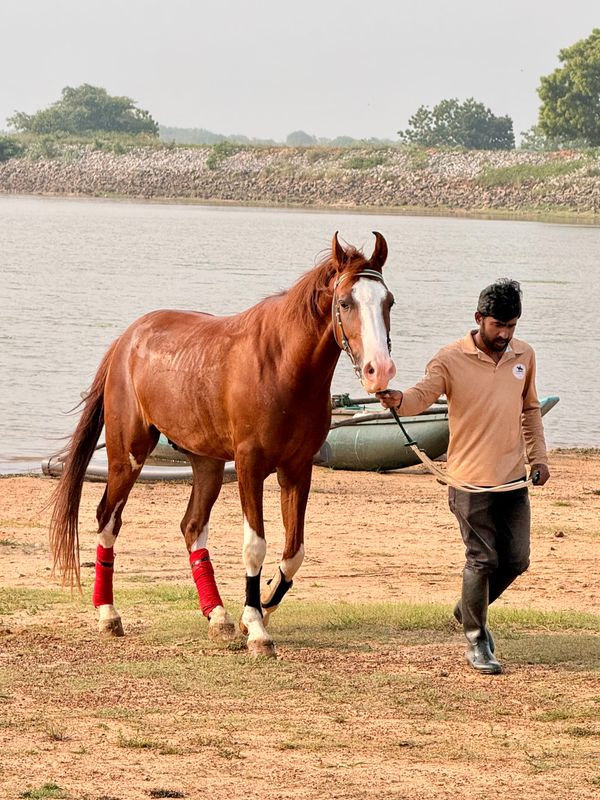 Sorrel horse being calmly led beside a lake at Vonfidel Ranch in Sri Lanka, reflecting trust-based horsemanship and ethical equestrian training.