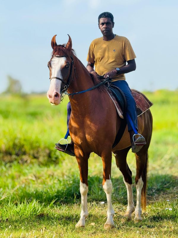 A wrangler/guide sits calmly on horseback at Vonfidel Ranch in Sri Lanka, paused in stillness against a quiet rural landscape.