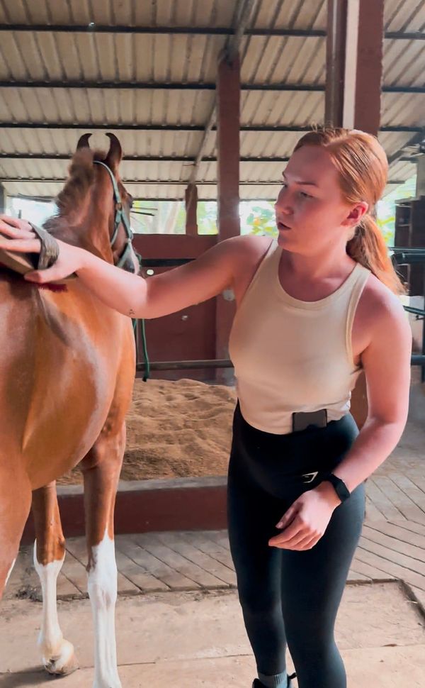 A calm horse is groomed in natural light at a private equestrian estate in Sri Lanka.
