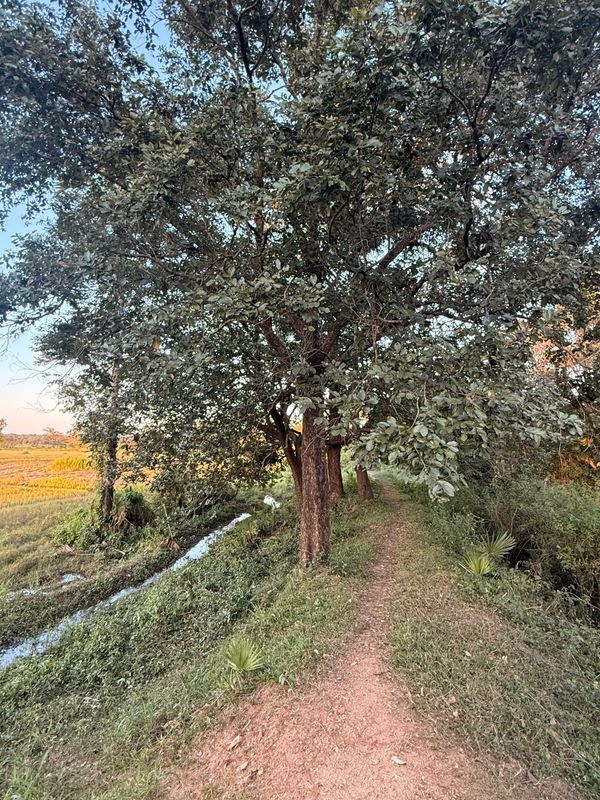 Narrow earth path beneath mature trees beside a small water channel in Sri Lanka’s countryside during soft evening light, with open fields beyond.