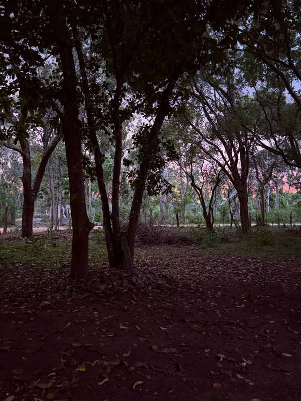 Woodland terrain at Lakewood Mounted Estate, Habarana Sri Lanka