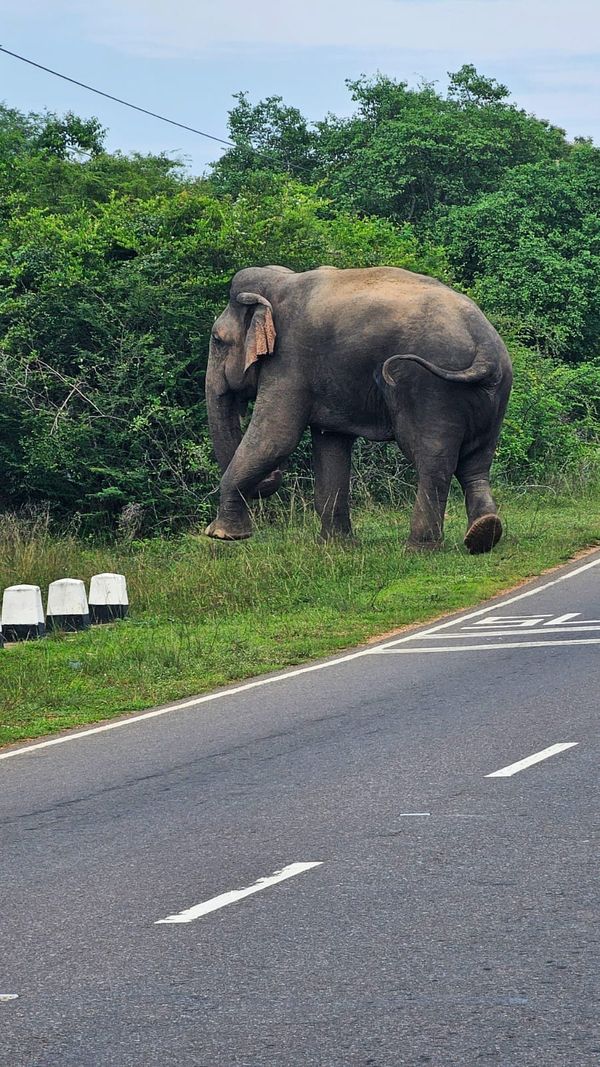 Elephant movement through Sri Lanka’s dry-zone terrain forms part of the environmental realities that shape operational planning at Vonfidel Ranch.