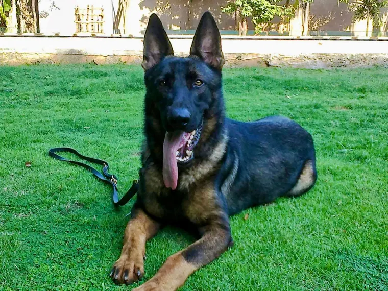 Black German Shepherd lying on grass with a lead beside it