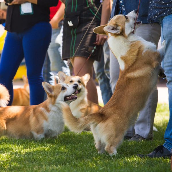 When The Guest List Has Four Legs