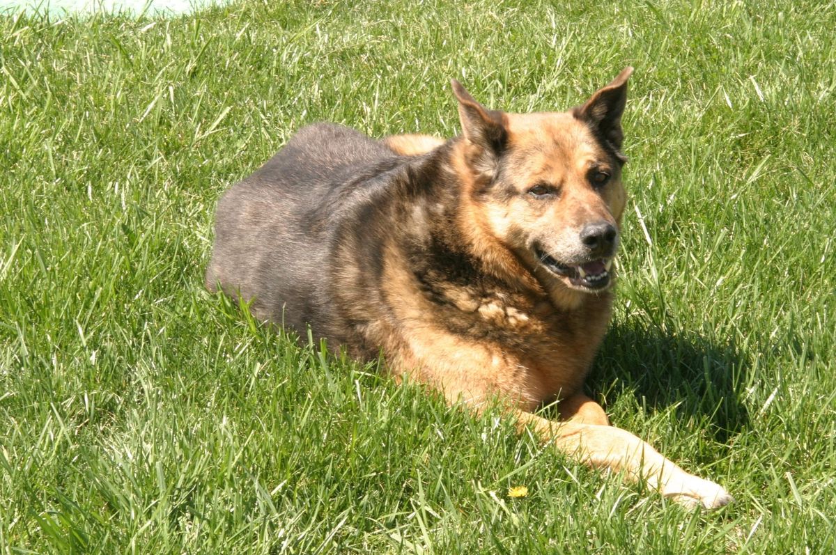 Commercial Salmon Fishing: Bodie's Greatest Hits