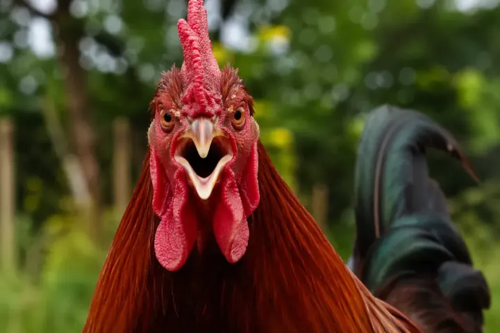 Sabbatical: Joan Baez's Chickens