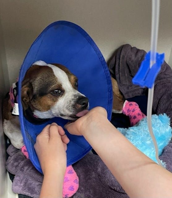 The Big Pupdate