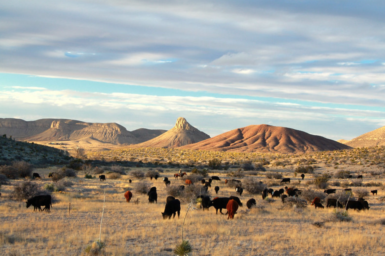 A mixed herd of cattle grazing dry grassland at Circle Ranch in West Texas, below a pointed peak and red hills