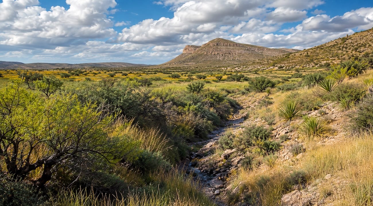 A band of green grass growing where water collects across sandy brushland, below a dark mesa