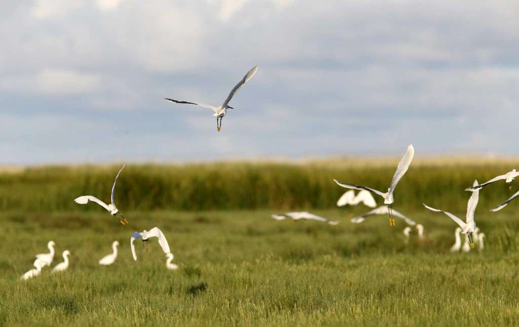 A flock of white egrets lifting off and landing across a green coastal marsh