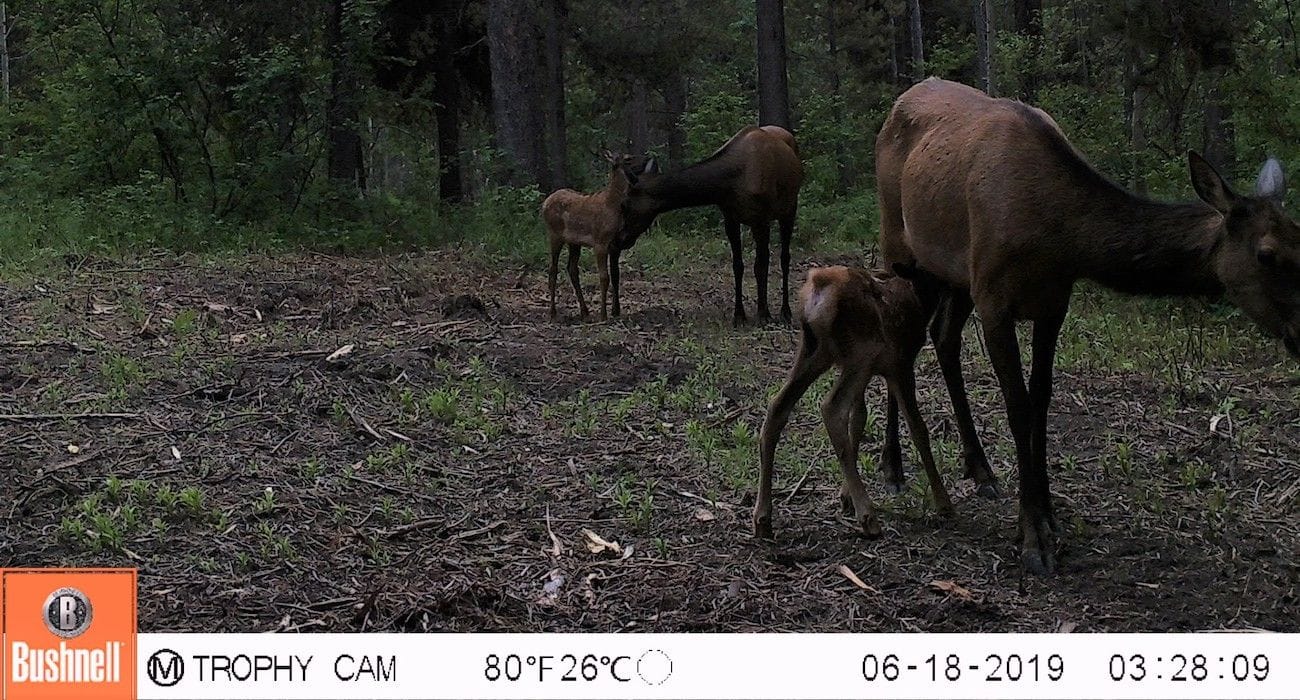 A trail camera image of a cow and two young calves moving through open forest