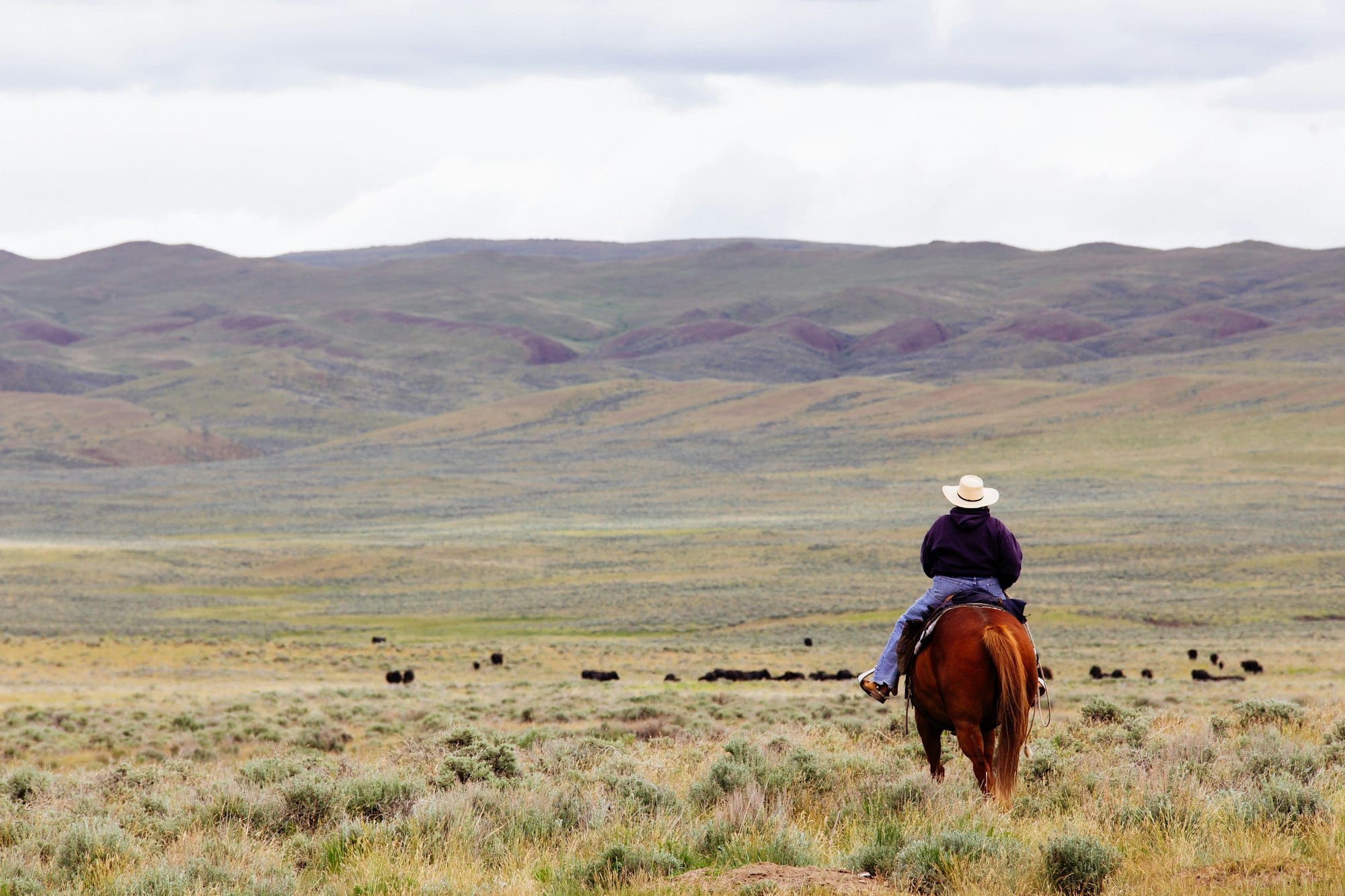 A rider on horseback moving cattle across open sagebrush rangeland below distant hills