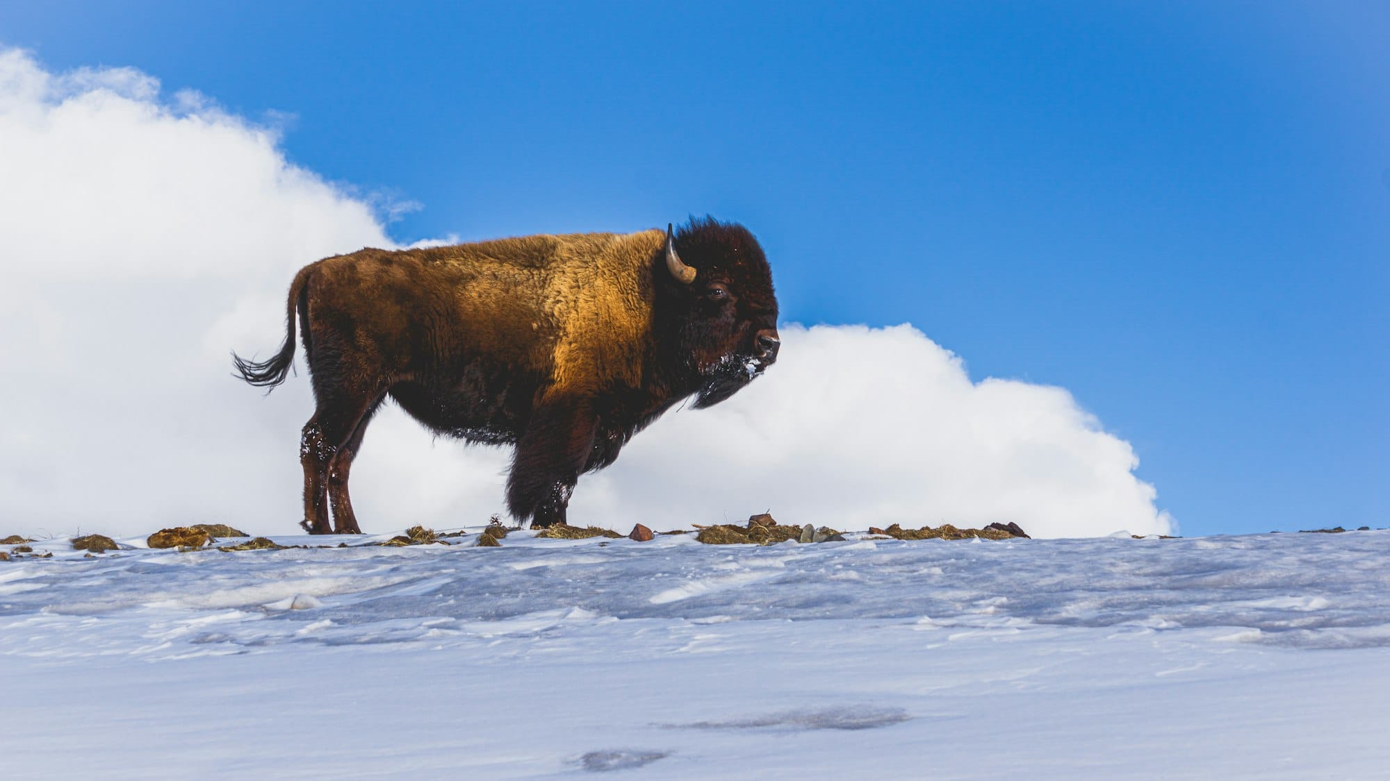 A bison standing on a snow-covered ridge against blue sky and white clouds
