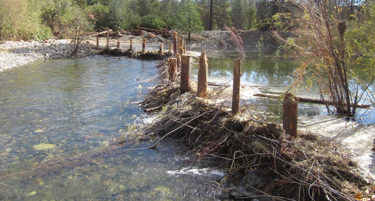 Wooden posts and woven branches forming artificial beaver dams across a shallow stream on Pitchstone land