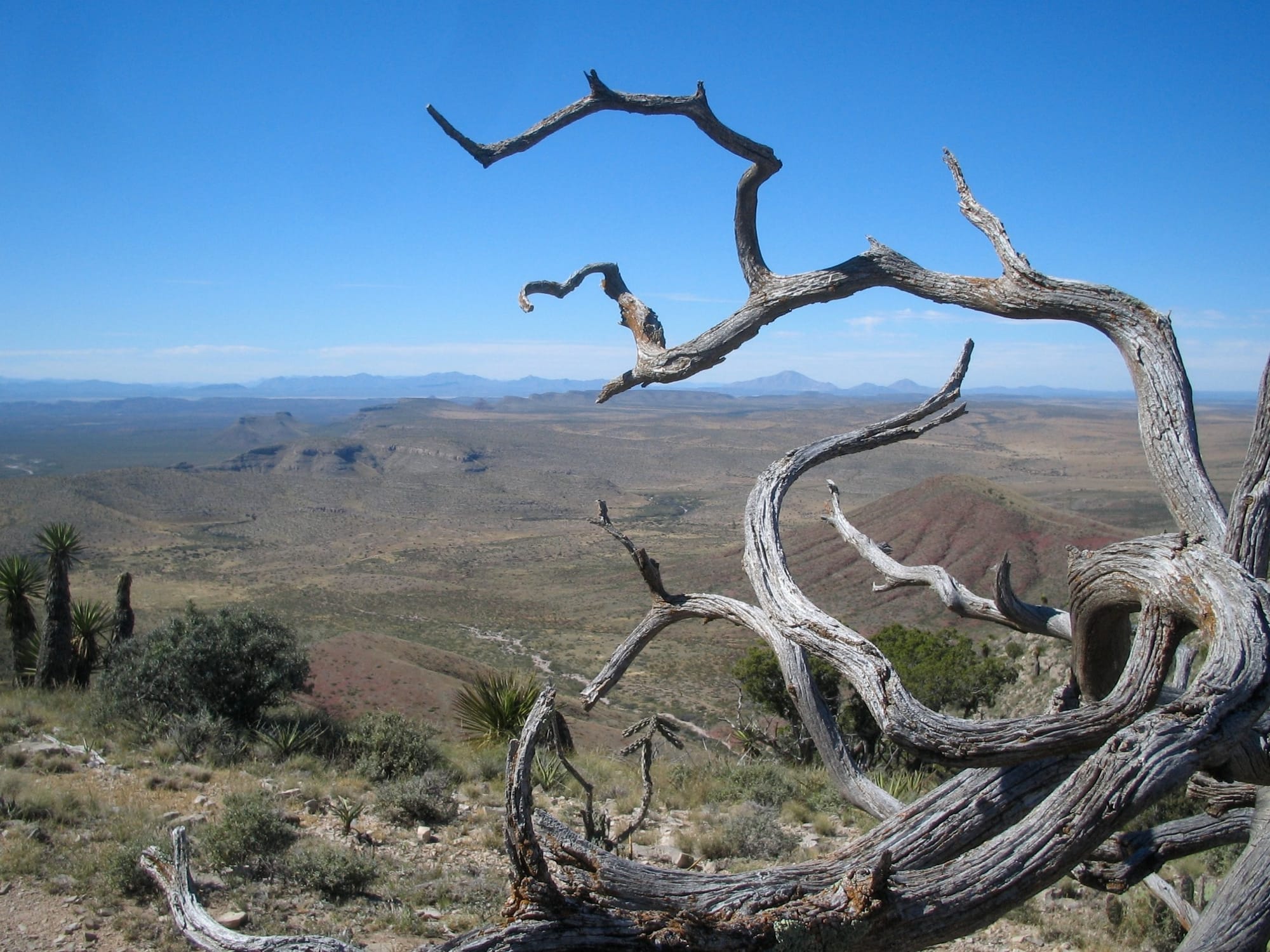 A weathered dead juniper framing a wide view of desert grassland, mesas and distant mountains at Circle Ranch in West Texas