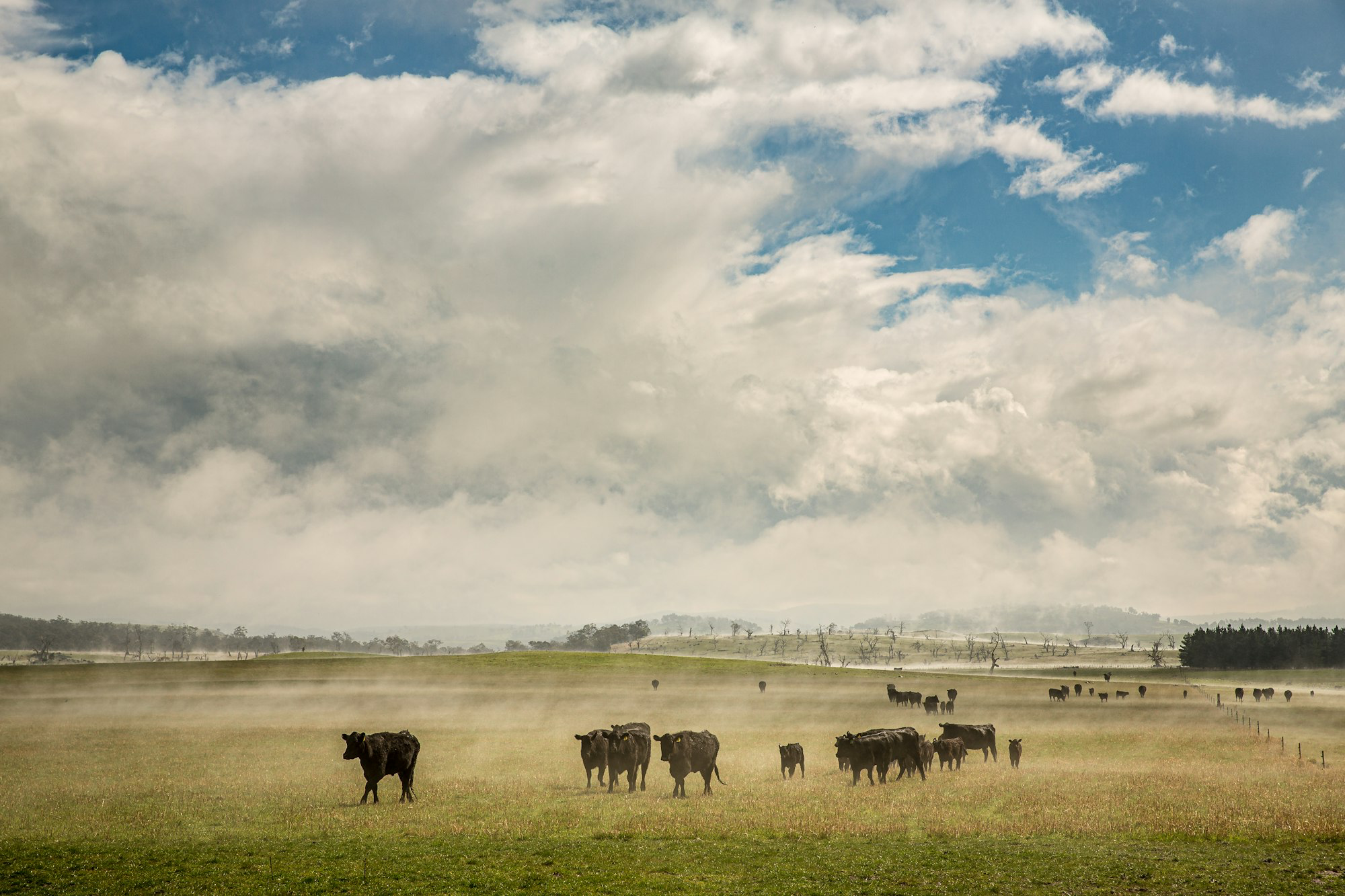 cattle grazing on prairie grasslands 