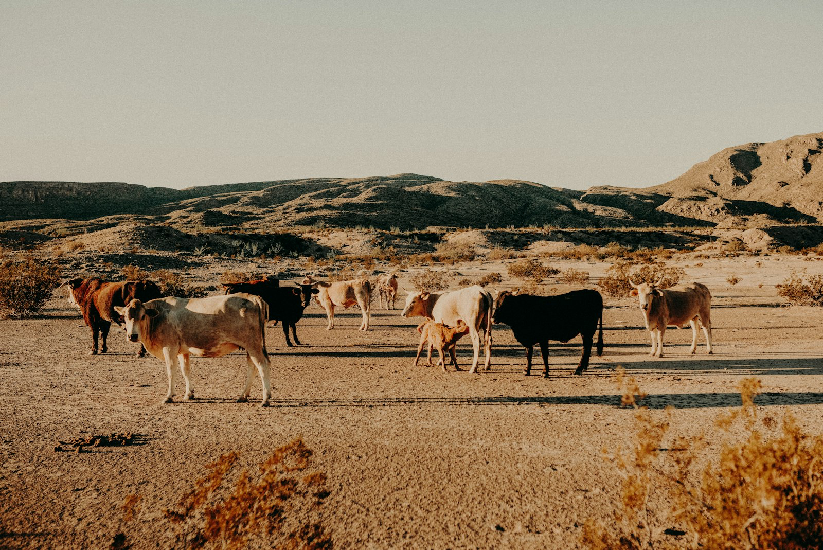Mixed cattle and a young calf standing on bare, dry ground below arid desert hills