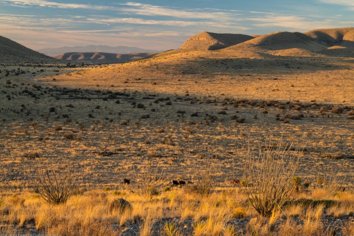 Open grassland and desert hills at Circle Ranch in West Texas