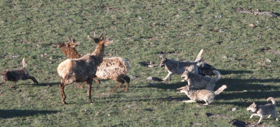 Elk being trapped and removed in Big Bend National Park