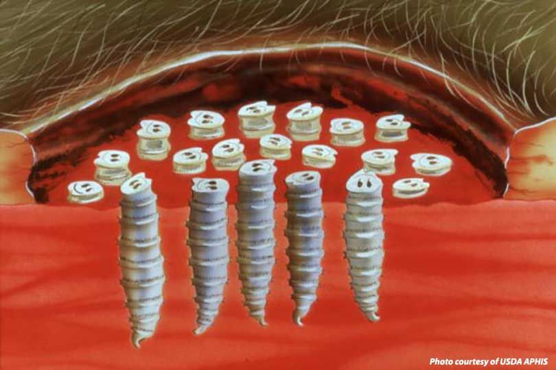 Screwworm Eradication Program and History