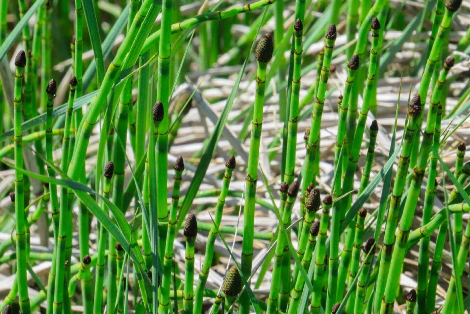Smooth Horsetail Planyt
