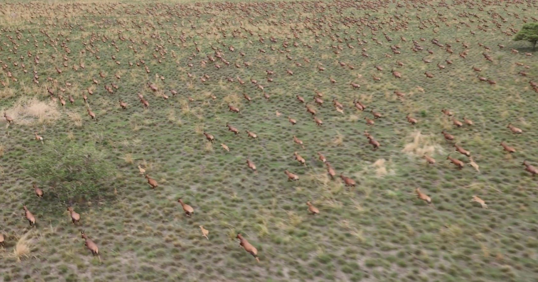 This Is The World’s Biggest Animal Migration — And Few Outsiders Have Seen It