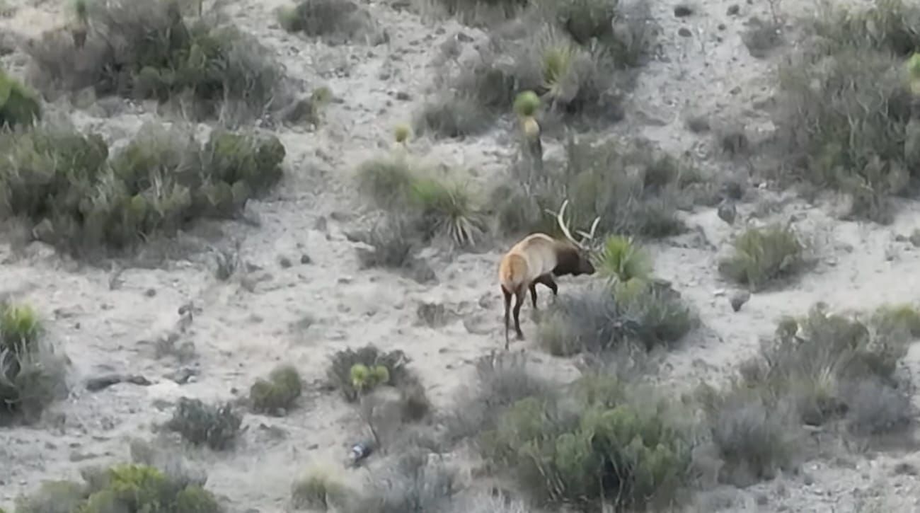 West Texas Bull Elk Eating Sotol (dasylirion texanum)