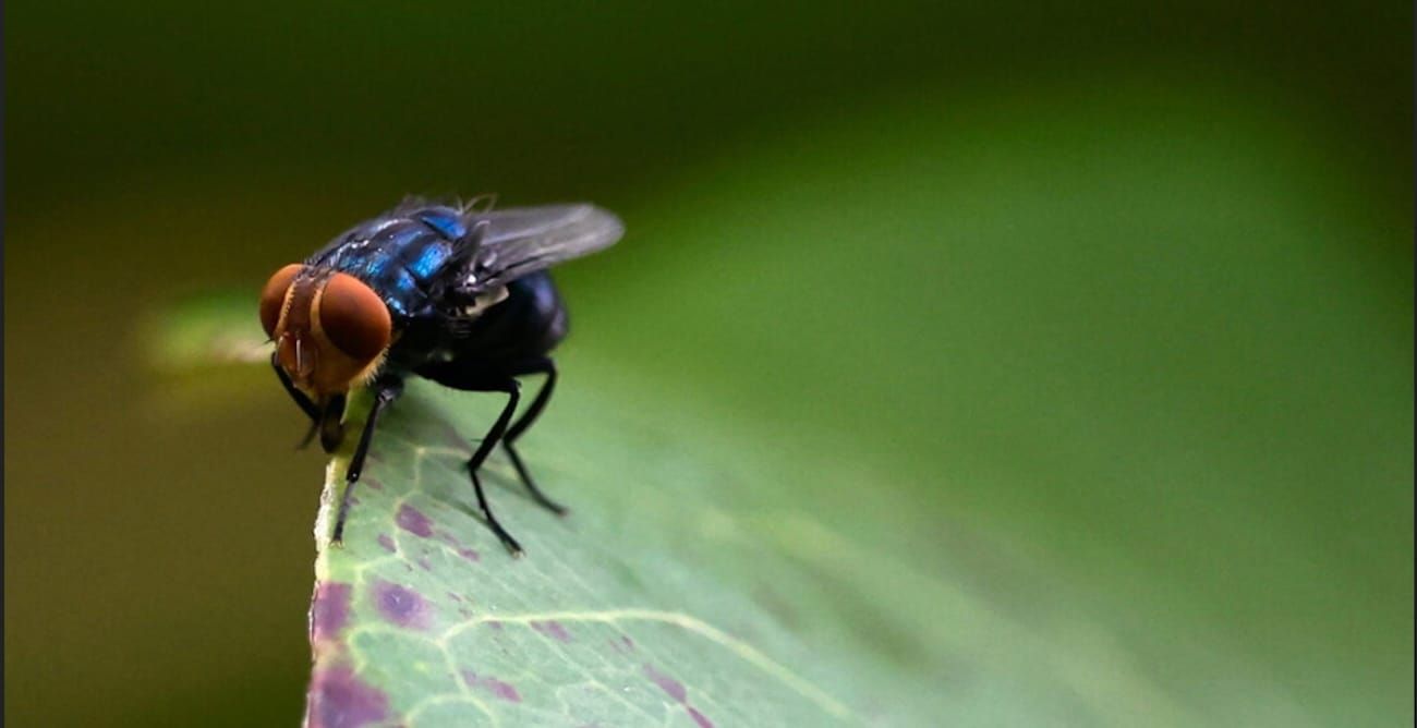 new world screwworm fly