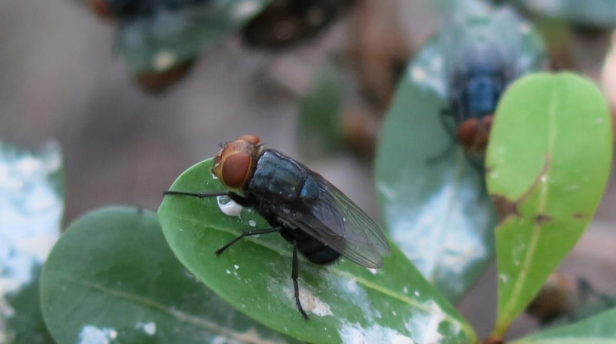 USDA Releases Nearly 400 Million Sterile Flies In Texas In Fight Against New World Screwworm
