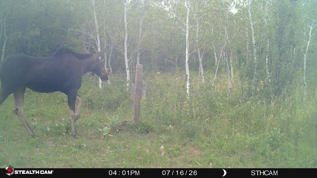 moose in Idaho, caught on a trail camera
