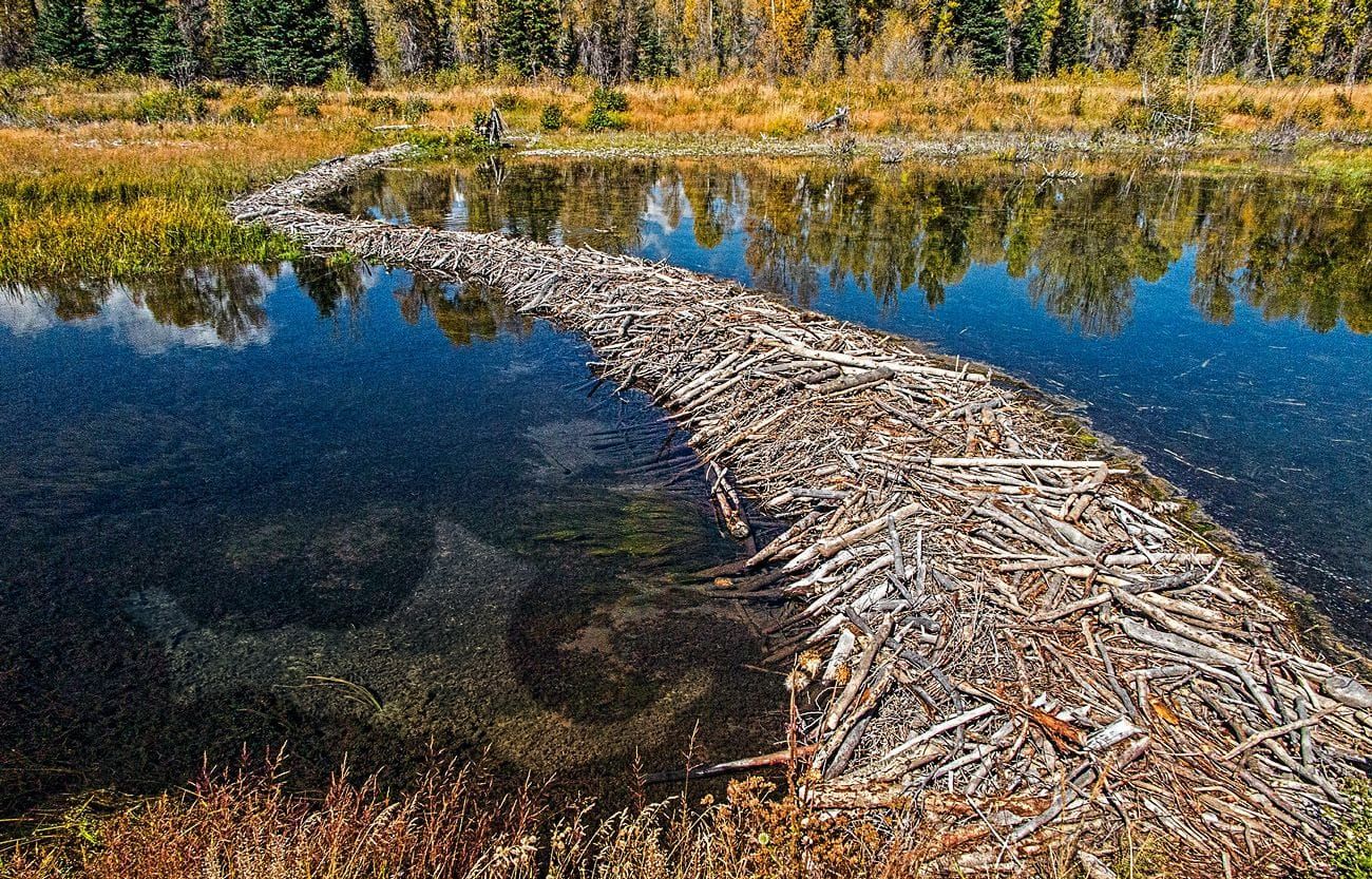 recovering wet meadow