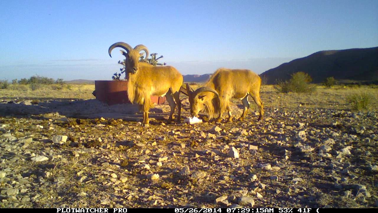 Give Wildlife a Way Out of the Water Trough