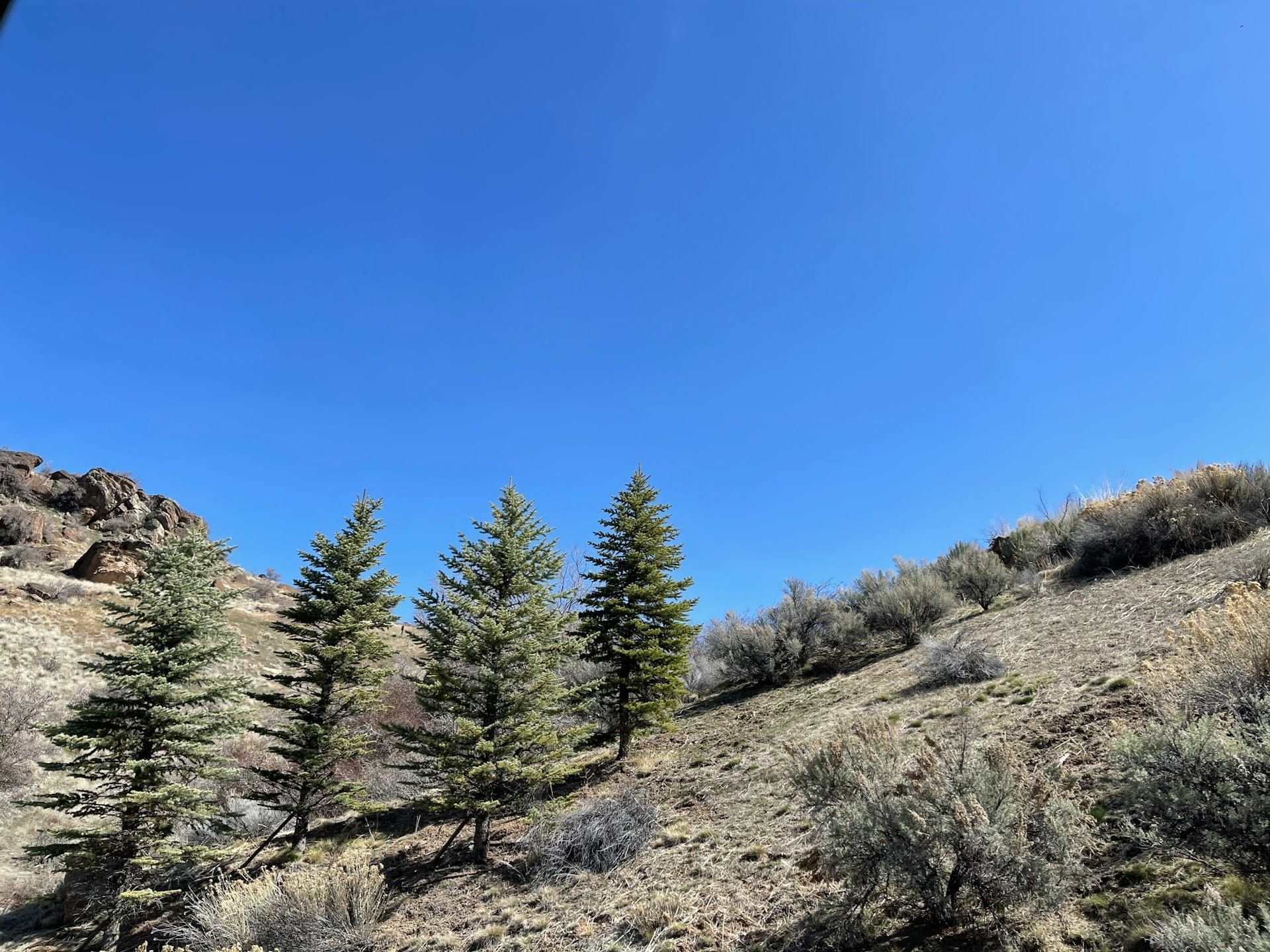 Boise, Idaho, foothills hillside with pine trees and sagebrush. Spring 2021.