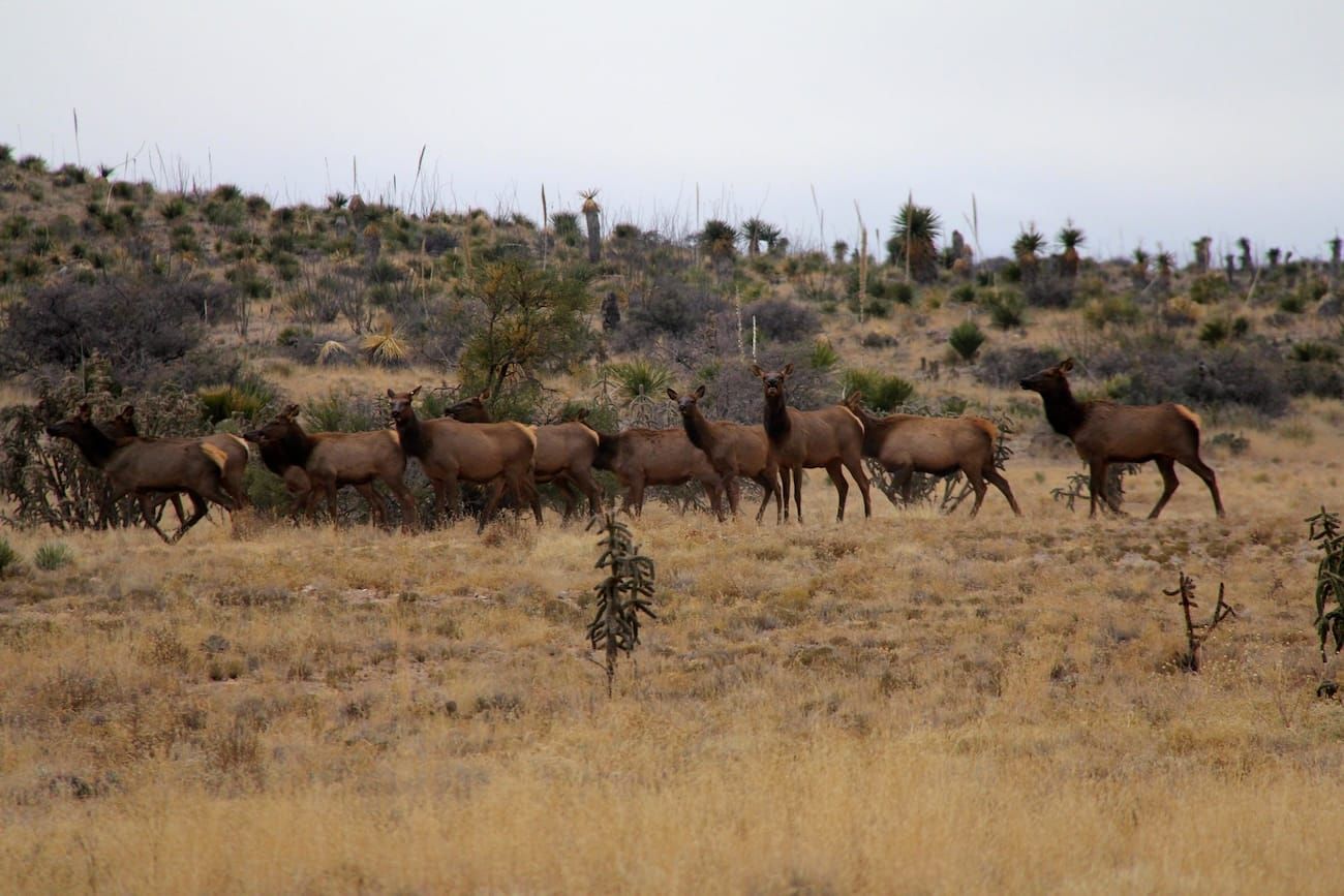 The Texas Elk Dispute Was Never Just About Elk