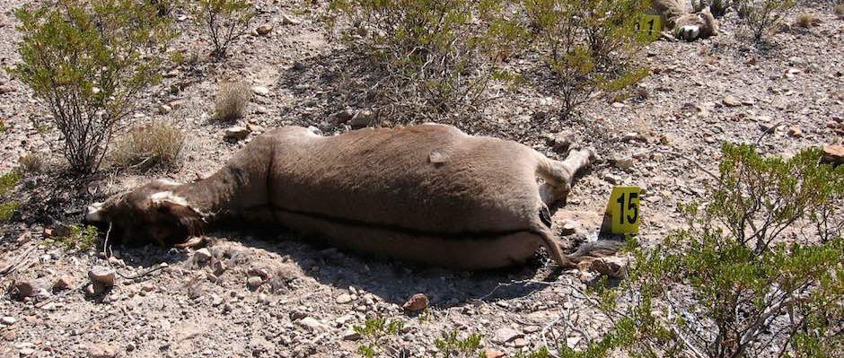 circle_ranch_predator_aftermath_feature