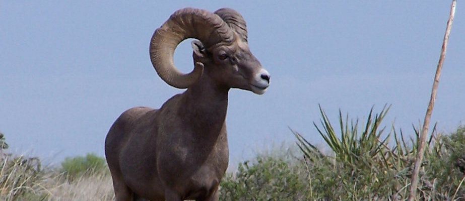 circle_ranch_bighorn_feature_3