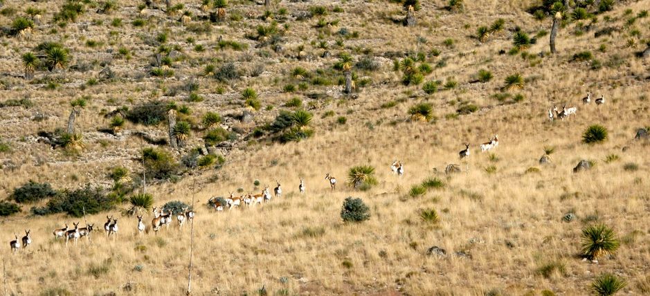 Circle Ranch - Pronghorn Decline