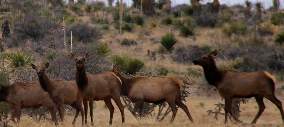 Are Elk Native to Texas? Yes.