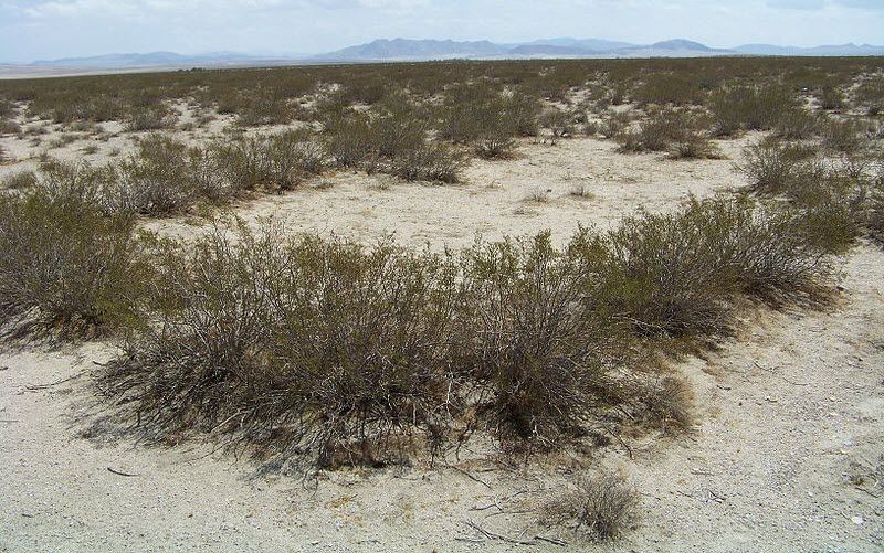 Creosote Bush: An Unassuming But Ancient Form of Life All Around Us