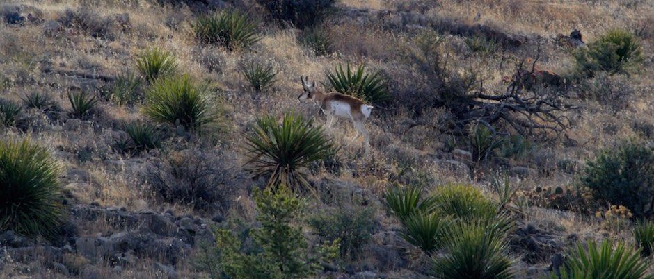 circle_ranch_pronghorn_feature