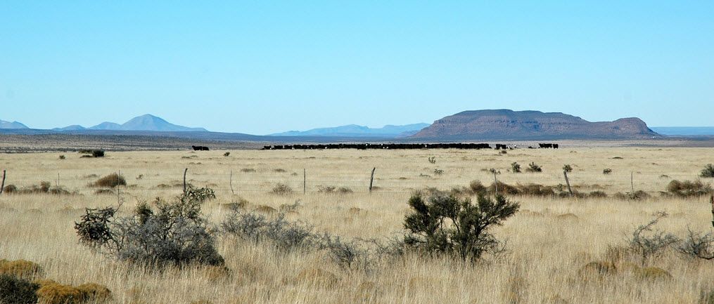 how Holistic Management is beginning to spread in Chihuahua.