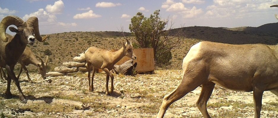 circle_ranch_west_texas_ram_feature